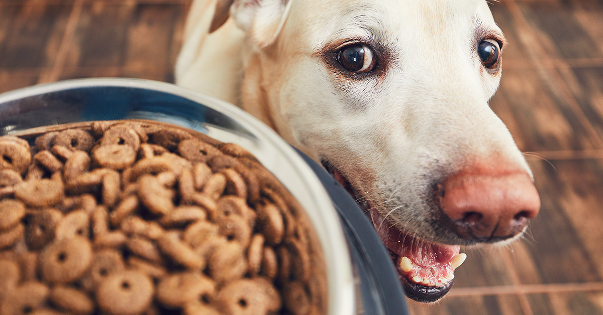 Best dog food for 2019 best sale